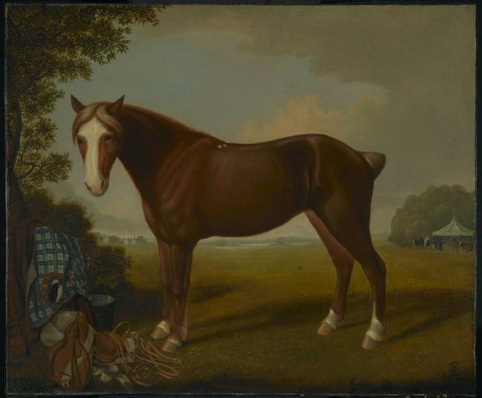 unknow artist Portrait of a Horse oil painting image